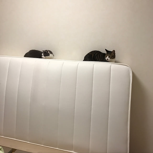 noikoさんの実例写真