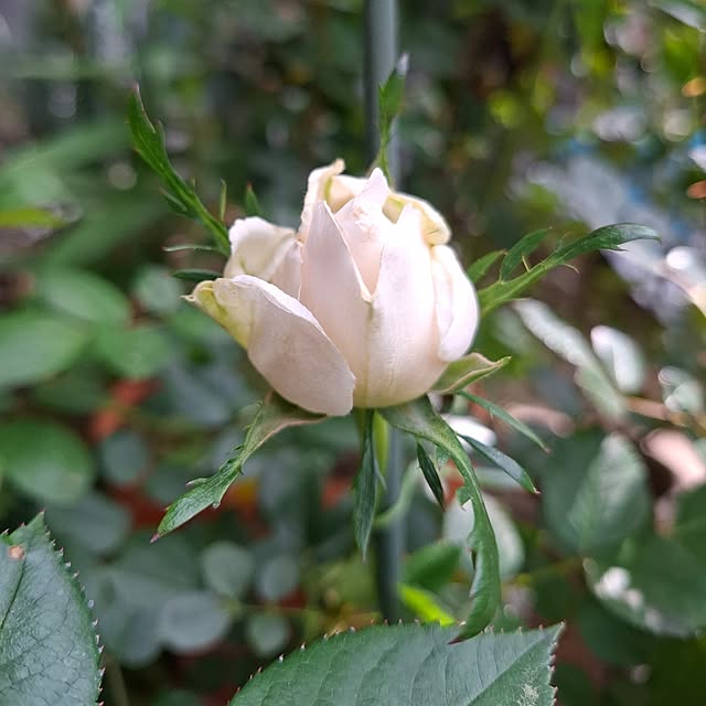 midoriさんの部屋