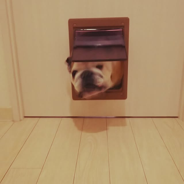 panchobiさんの実例写真