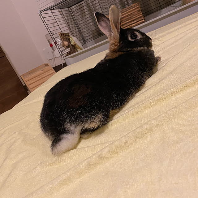 siorencaさんの実例写真