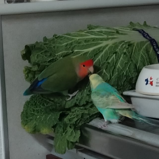toratanさんの部屋