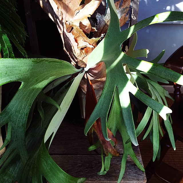 Antiqueさんの実例写真