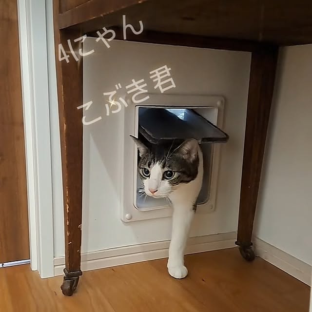kankanmom_horn_5catsさんの部屋