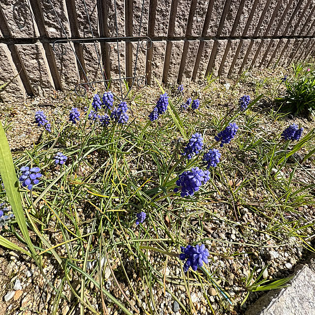 alchoさんの部屋