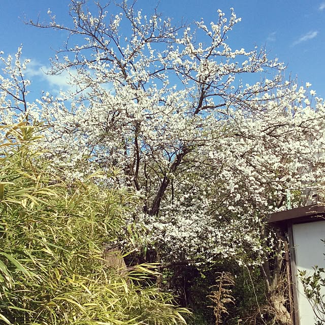 miikoさんの実例写真