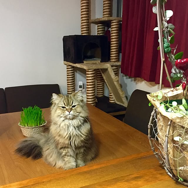 butachanさんの実例写真