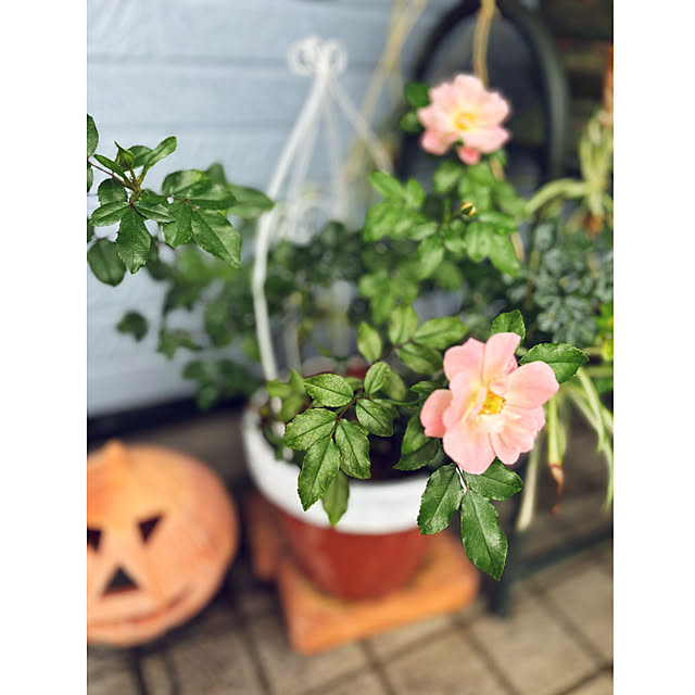 CoCo0617さんの部屋