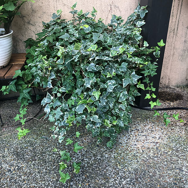 fumikoiさんの実例写真