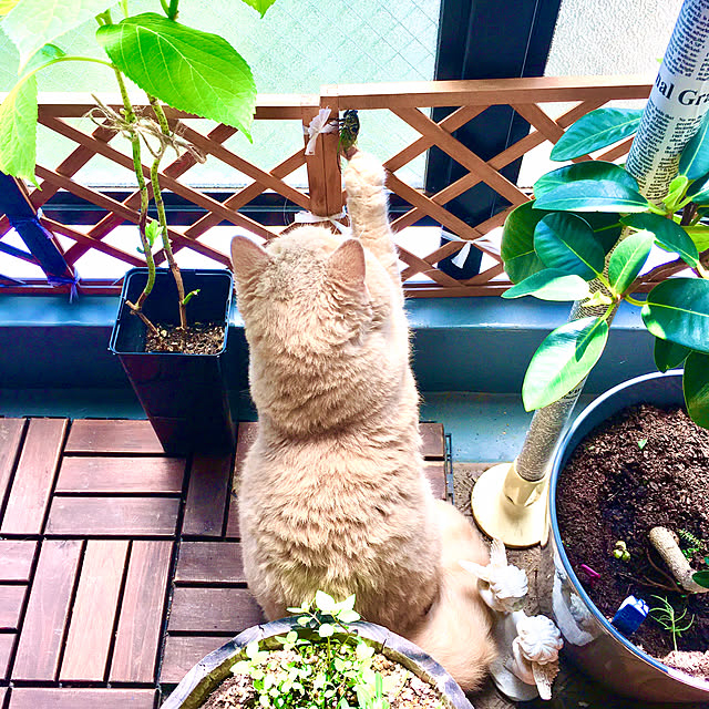 naokoさんの実例写真
