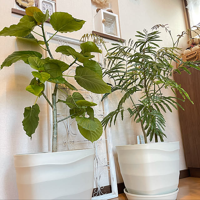 植物のある暮らし/観葉植物/グリーンのある暮らし/玄関/入り口のインテリア実例 - 2021-03-14 13:15:26