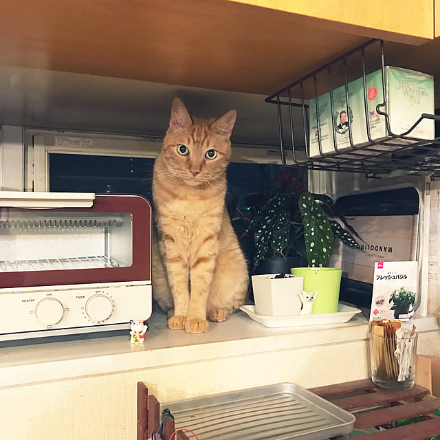 kou-kitiさんの実例写真