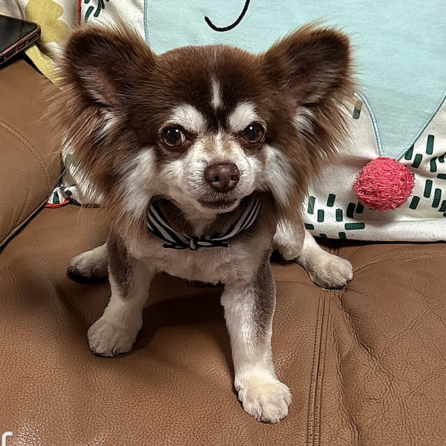 chIoeさんの部屋
