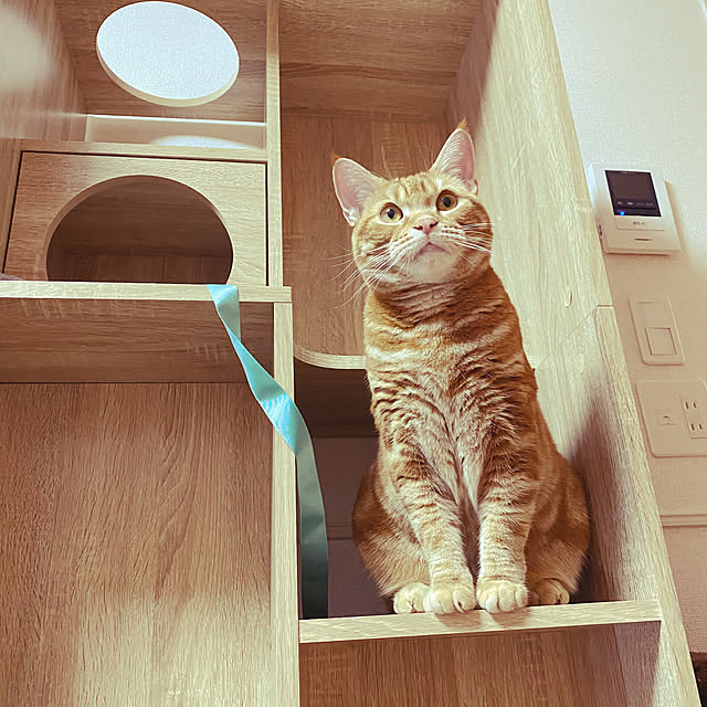 gori165さんの実例写真