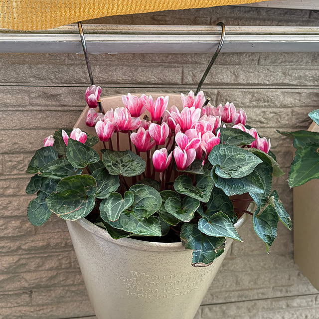 Toyomiさんの部屋