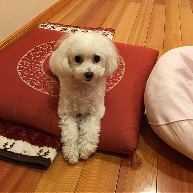 kakoさんの実例写真