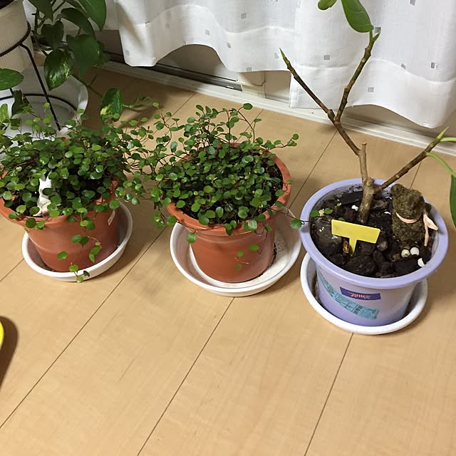 emiさんの実例写真