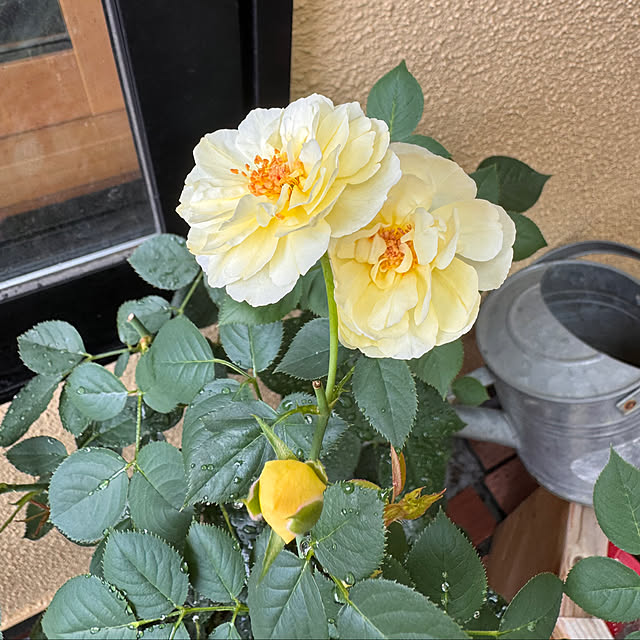 chaimomさんの部屋