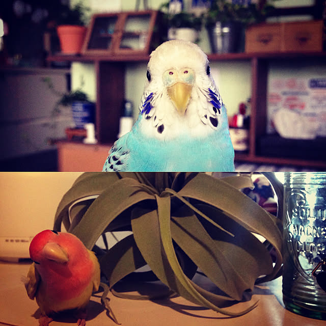 Rikoさんの実例写真
