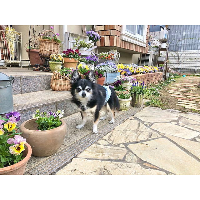 ponさんの実例写真