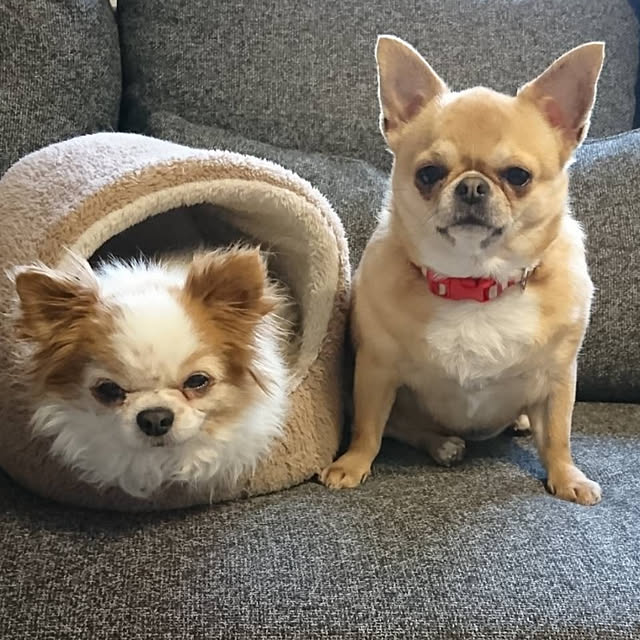 sueponさんの実例写真