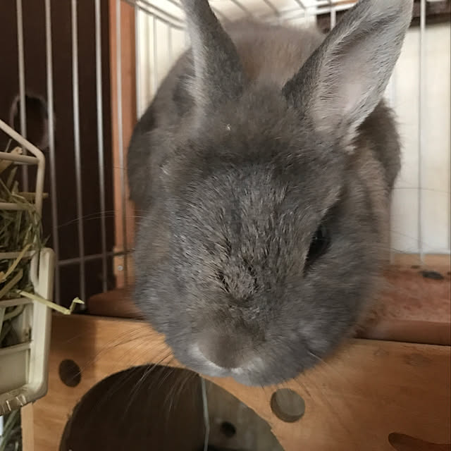 部屋全体/うさぎと暮らす/いぬのいる暮らし/木目/ラップサイディング...などのインテリア実例 - 2018-05-22 22:46:36