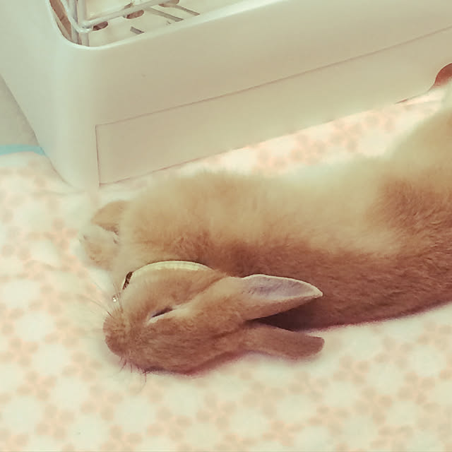 Yasuyukiさんの実例写真
