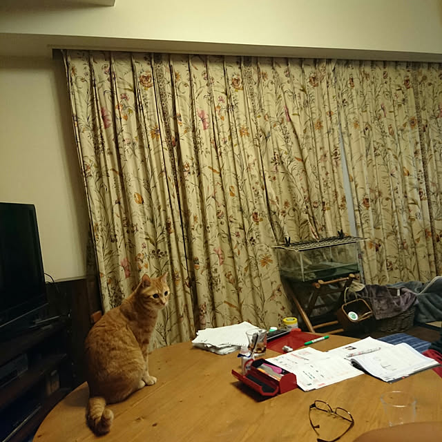 okyosan101さんの実例写真