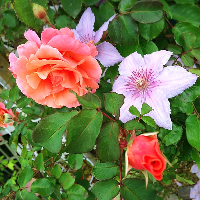HappyRoseさんの実例写真