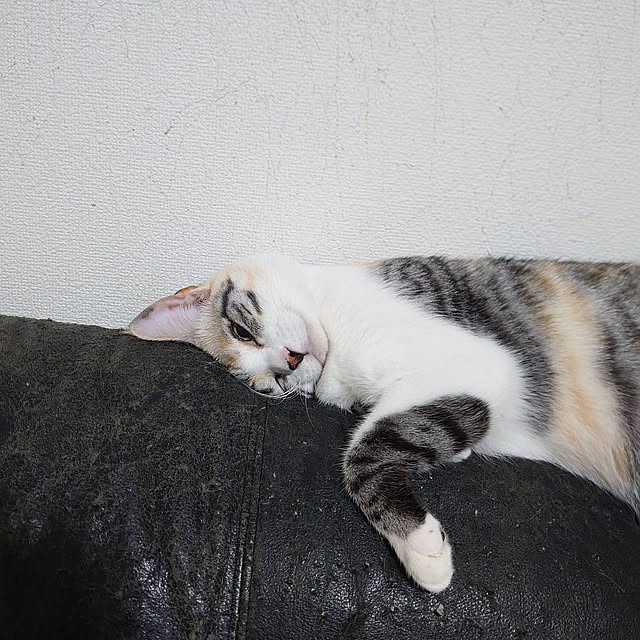 shinobuさんの実例写真