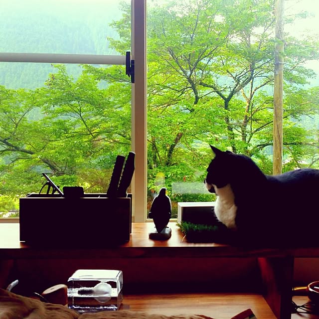 nekogurumaさんの実例写真