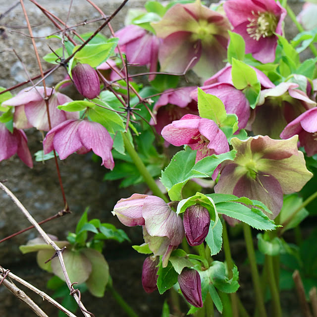 rokokoさんの実例写真