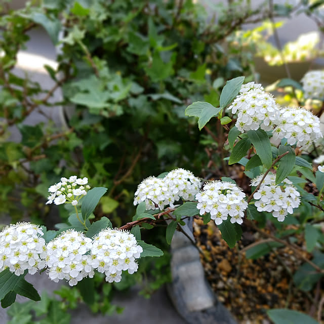 mofさんの実例写真