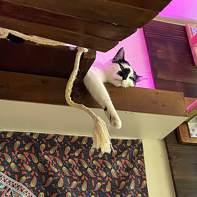 coolcats0528さんの実例写真