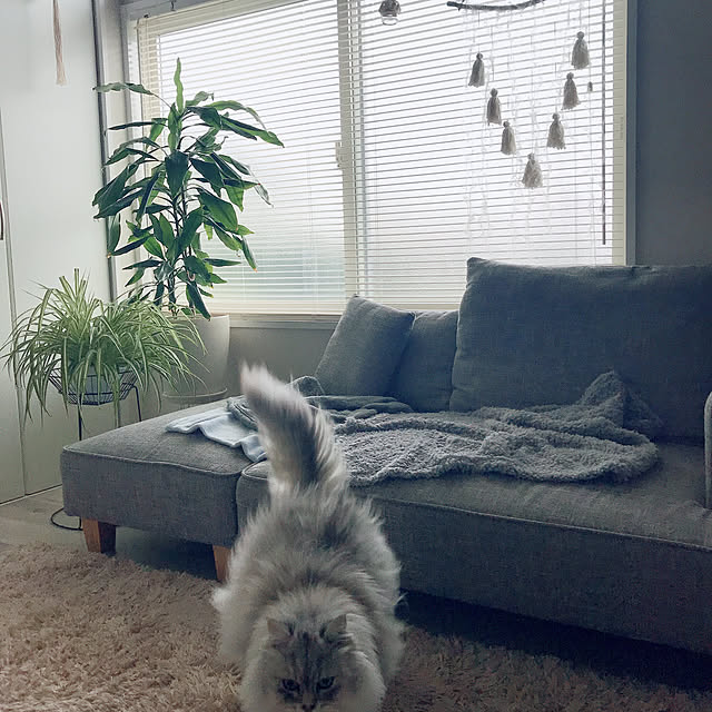 moon.mさんの実例写真