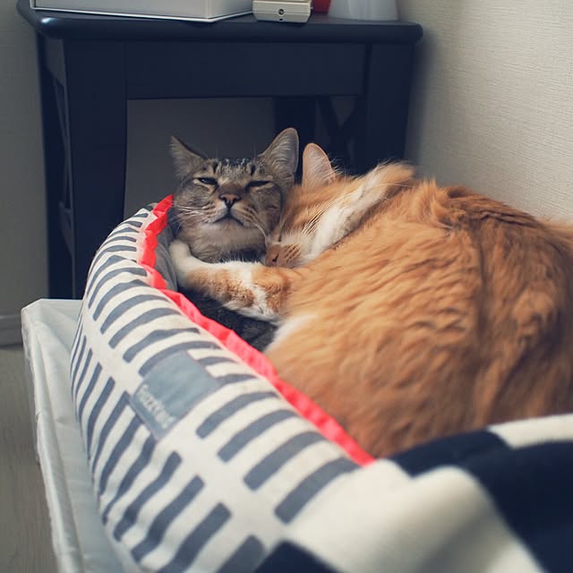 Reikoさんの実例写真