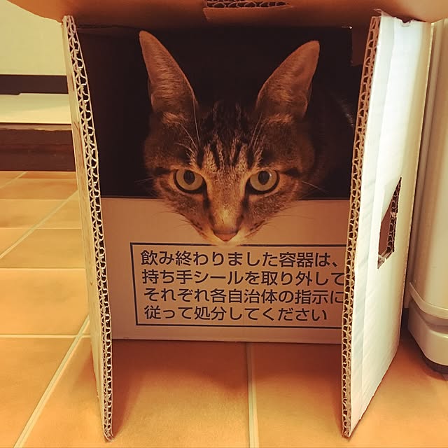 shigimiさんの実例写真