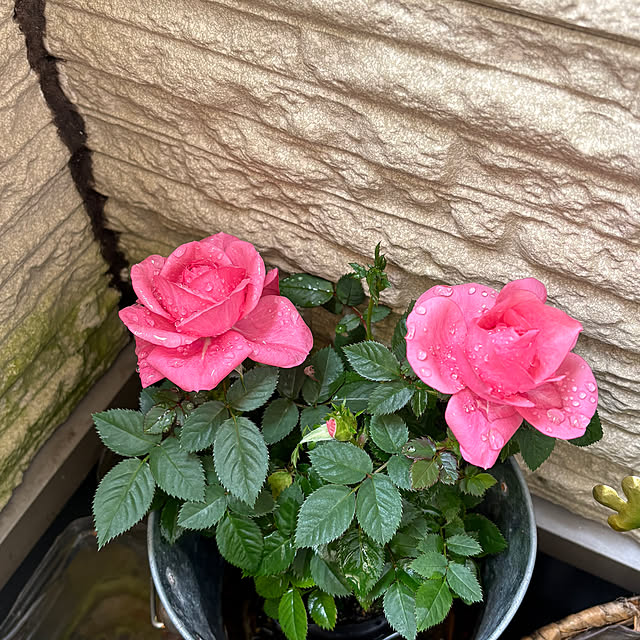 Toyomiさんの実例写真