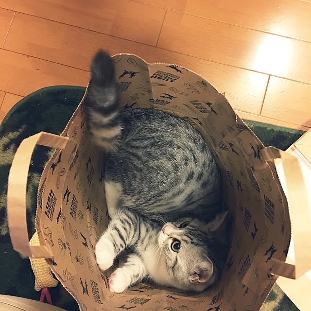 Shojiさんの実例写真