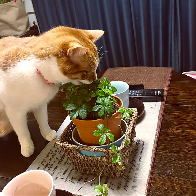 yurincaさんの実例写真