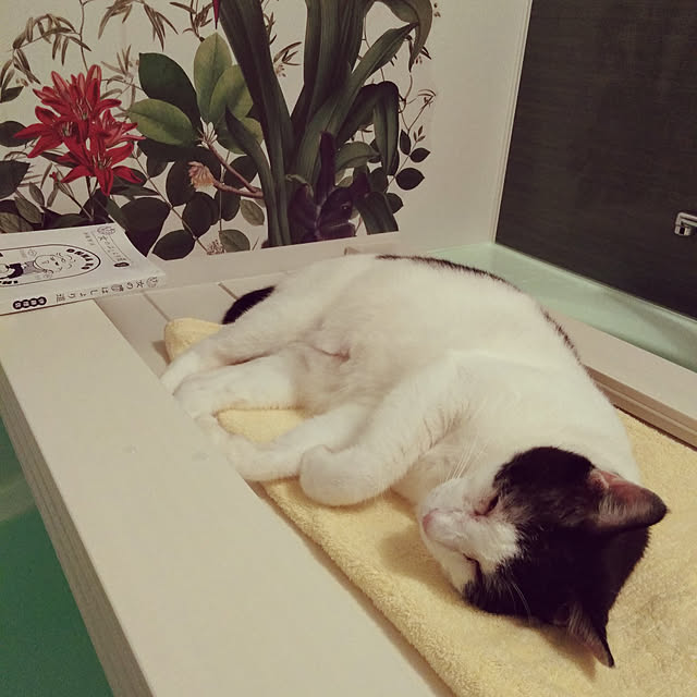 futukoさんの実例写真