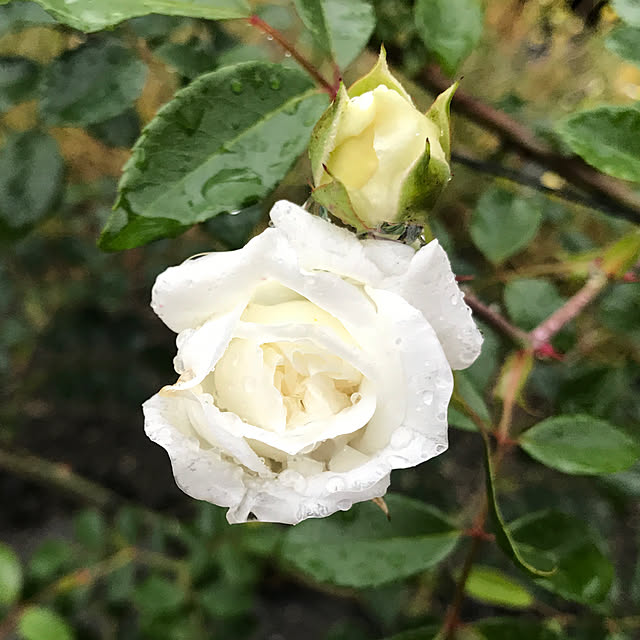 玄関/入り口/アルベリックバルビエ/庭/花咲婆さんになりたいです/花壇...などのインテリア実例 - 2018-05-19 09:39:42