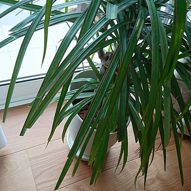 KID_Aさんの実例写真