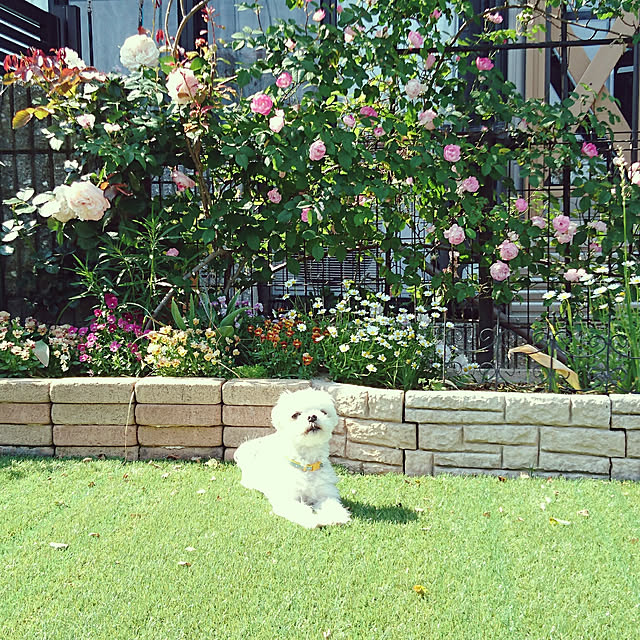 実例写真