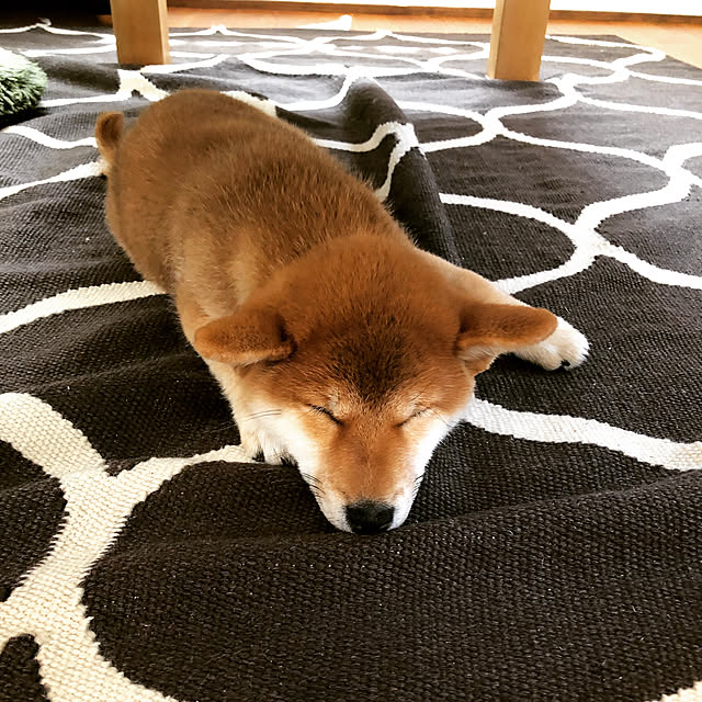 fuuwaさんの実例写真