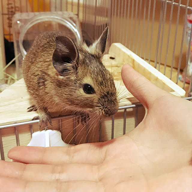 shizukaさんの実例写真