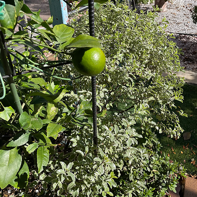 ronronさんの部屋