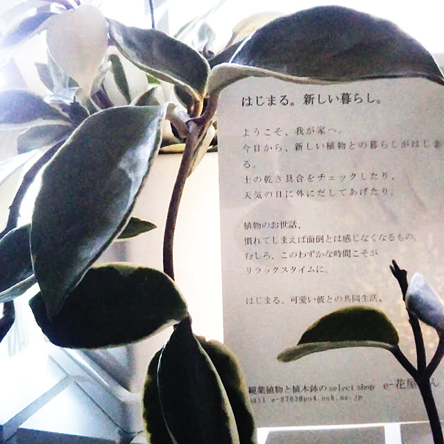 chikoさんの実例写真