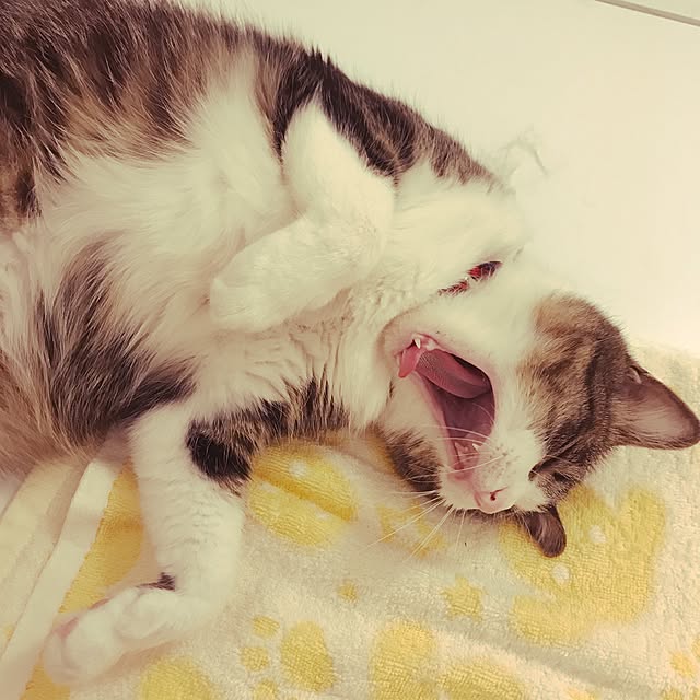 miruさんの実例写真