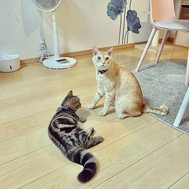chiiさんの部屋