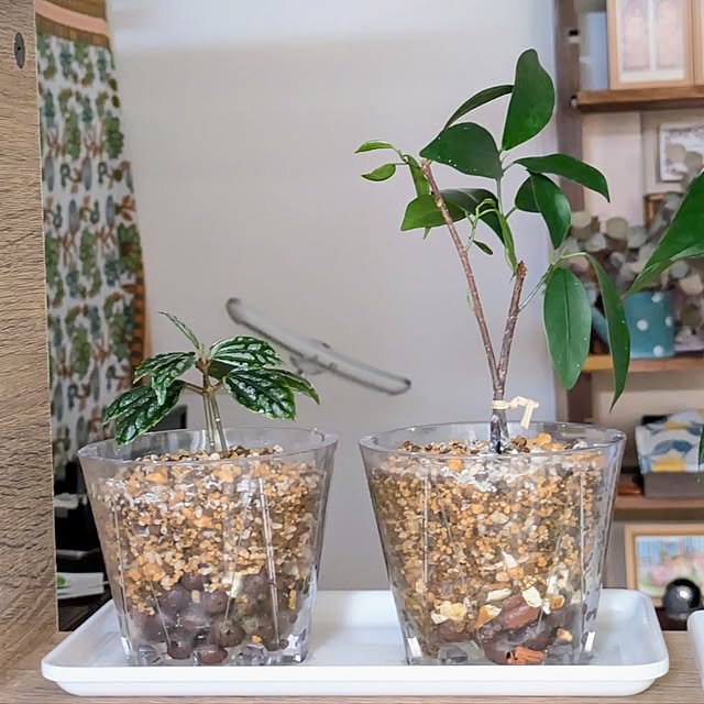 mi-saさんの部屋